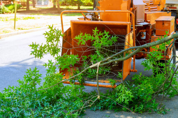 How Our Tree Care Process Works  in  Pine Lawn, MO